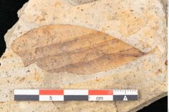 Foto (Detailansicht) von Myrica lignitum Unger (NHMW-GEO-2024-0188-4031)